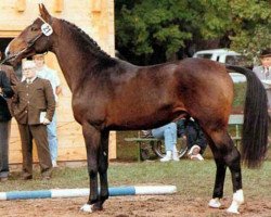 stallion Lauritz J (Holsteiner, 1986, from Lorenz)