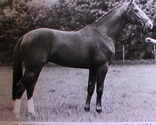 Deckhengst Weratosthenes (Koninklijk Warmbloed Paardenstamboek Nederland (KWPN), 1980, von Heidelberg)