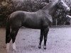 stallion Weratosthenes (KWPN (Royal Dutch Sporthorse), 1980, from Heidelberg)