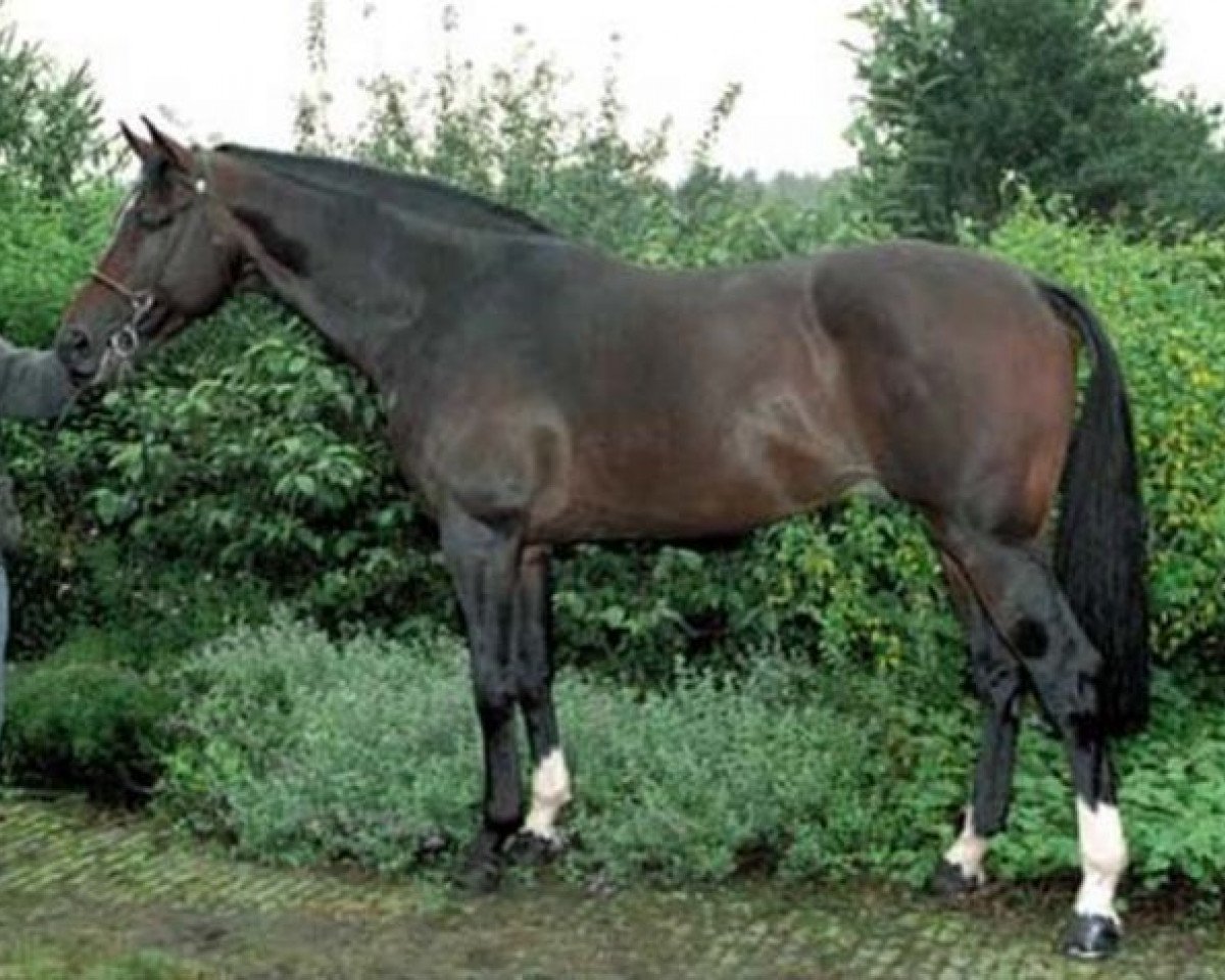 Deckhengst Gabor (KWPN (Niederländisches Warmblut), 1988, von Weratosthenes)