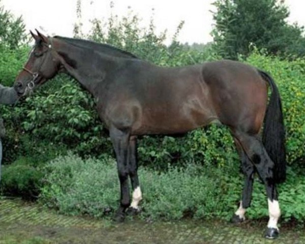 stallion Gabor (Royal Warmblood Studbook of the Netherlands (KWPN), 1988, from Weratosthenes)