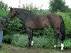 stallion Gabor (Royal Warmblood Studbook of the Netherlands (KWPN), 1988, from Weratosthenes)