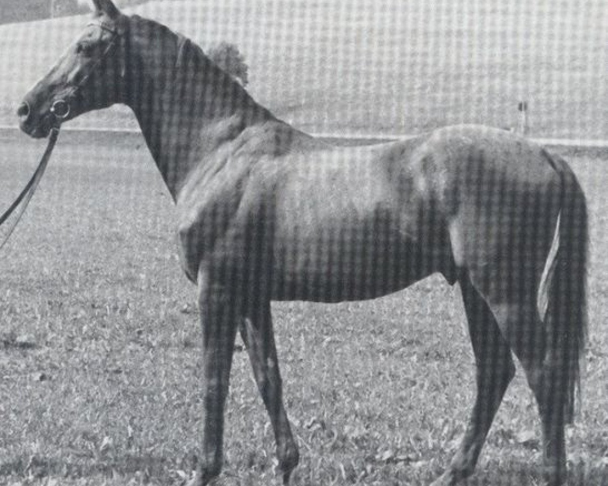 Deckhengst Chamisso xx (Englisches Vollblut, 1961, von Schwarzkünstler xx)