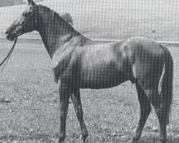 stallion Chamisso xx (Thoroughbred, 1961, from Schwarzkünstler xx)