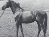 stallion Chamisso xx (Thoroughbred, 1961, from Schwarzkünstler xx)