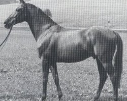 stallion Chamisso xx (Thoroughbred, 1961, from Schwarzkünstler xx)