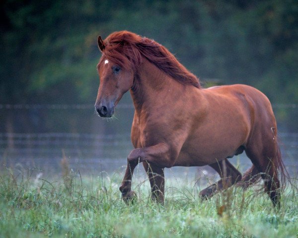 stallion Seni-Lleno I (Pura Raza Espanola (PRE), 2003, from Hortelano XIV)