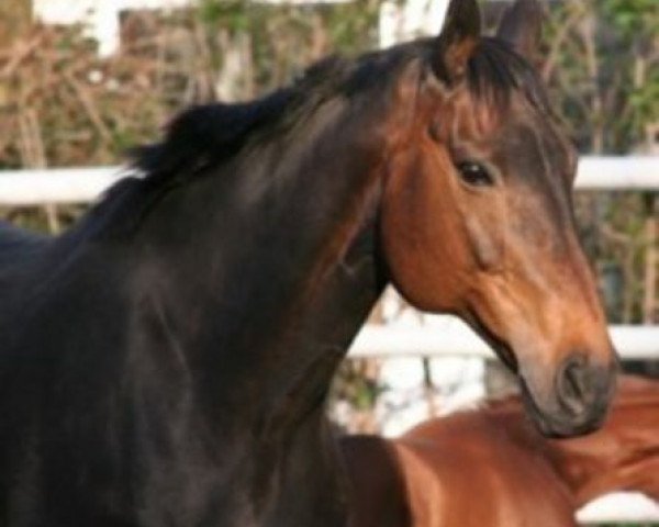 broodmare Wienerin (Hanoverian, 1989, from Walzertraum)