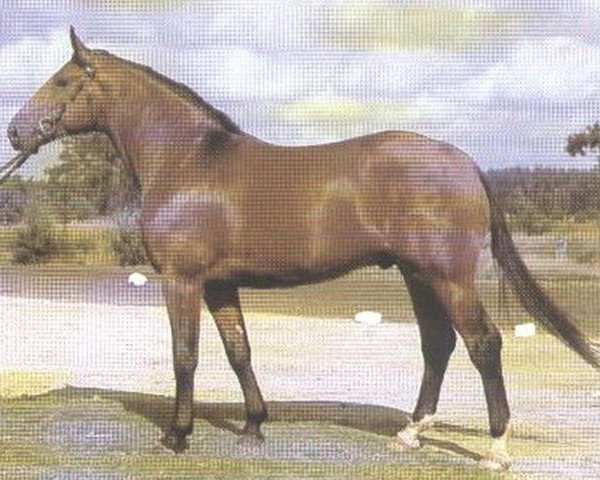 stallion Wangenheim (Hanoverian, 1976, from Wedekind)