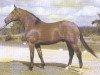 stallion Wangenheim (Hanoverian, 1976, from Wedekind)