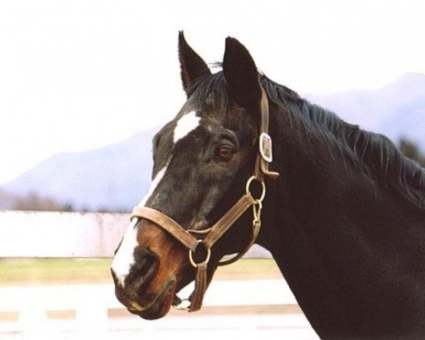 stallion Pitcairn xx (Thoroughbred, 1971, from Petingo xx)