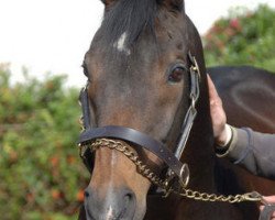 stallion Ela-Mana-Mou xx (Thoroughbred, 1976, from Pitcairn xx)