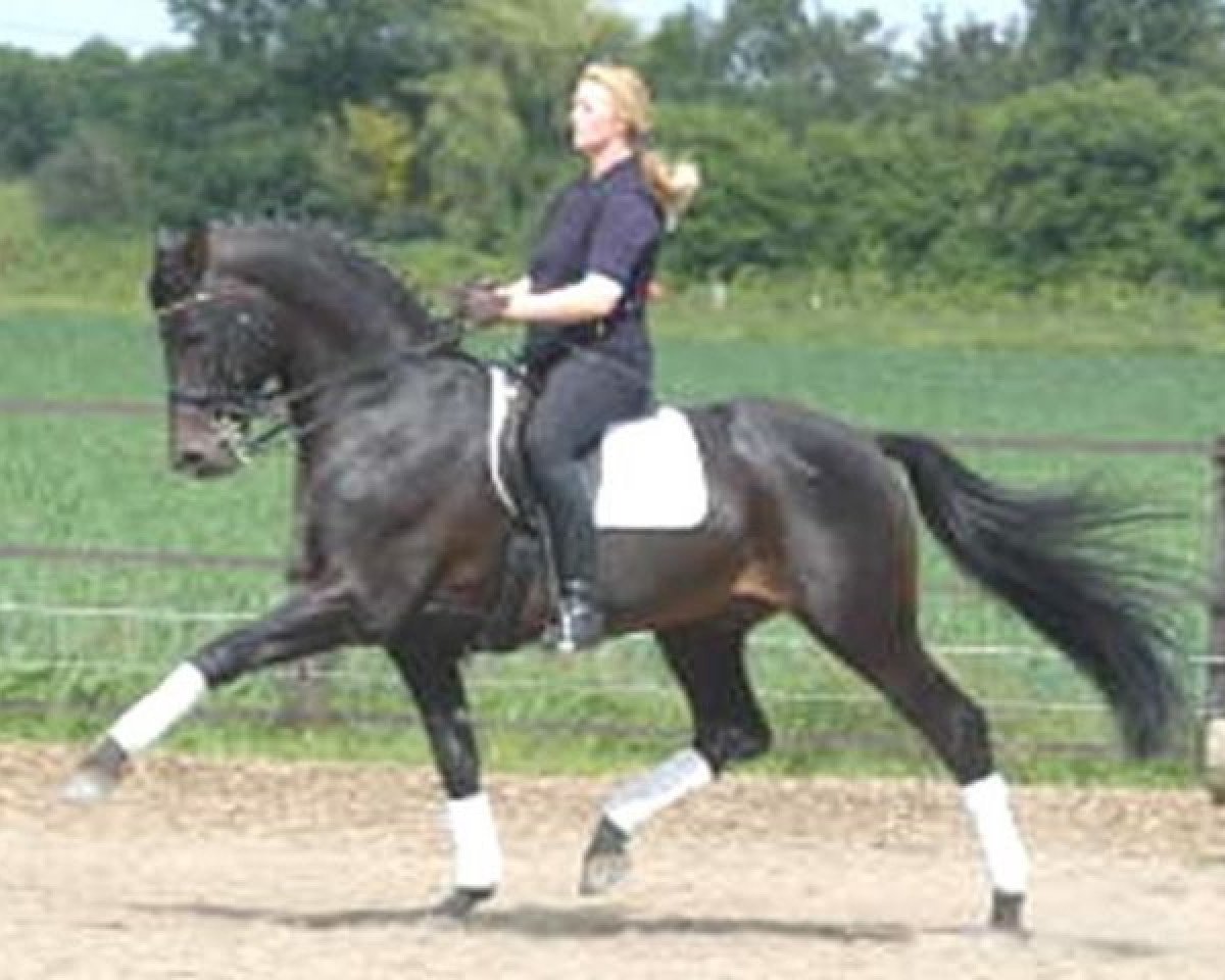 Deckhengst Canonicus (Oldenburger, 1991, von Cantus)