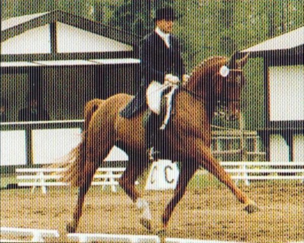 stallion Indonese (Oldenburg, 1978, from Inschallah AA)