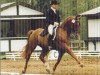 stallion Indonese (Oldenburg, 1978, from Inschallah AA)