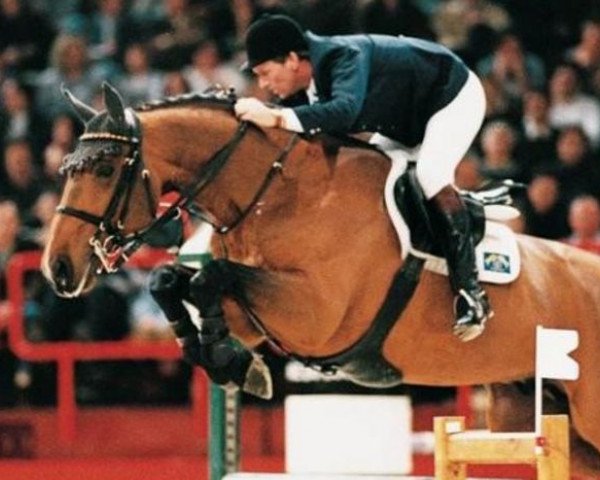horse Rex Z (Hanoverian, 1988, from Rebel Z I)