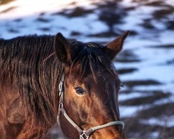 horse Gonzales (South German draft horse, 2002, from Geronimo)