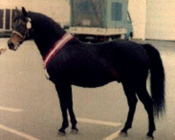 Deckhengst Silverlea Buckskin (New-Forest-Pony, 1973, von Silverlea Michaelmas)