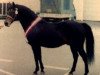 Deckhengst Silverlea Buckskin (New-Forest-Pony, 1973, von Silverlea Michaelmas)