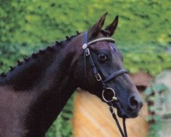 broodmare Fair-Play (German Riding Pony, 1991, from Navajo)