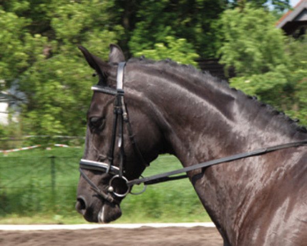 horse Marsilea (Hanoverian, 1990, from Matcho AA)