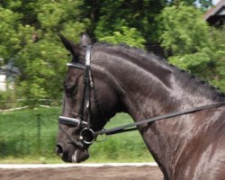 horse Marsilea (Hanoverian, 1990, from Matcho AA)