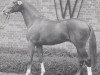 stallion Promotion (Westphalian, 1991, from Pit I)