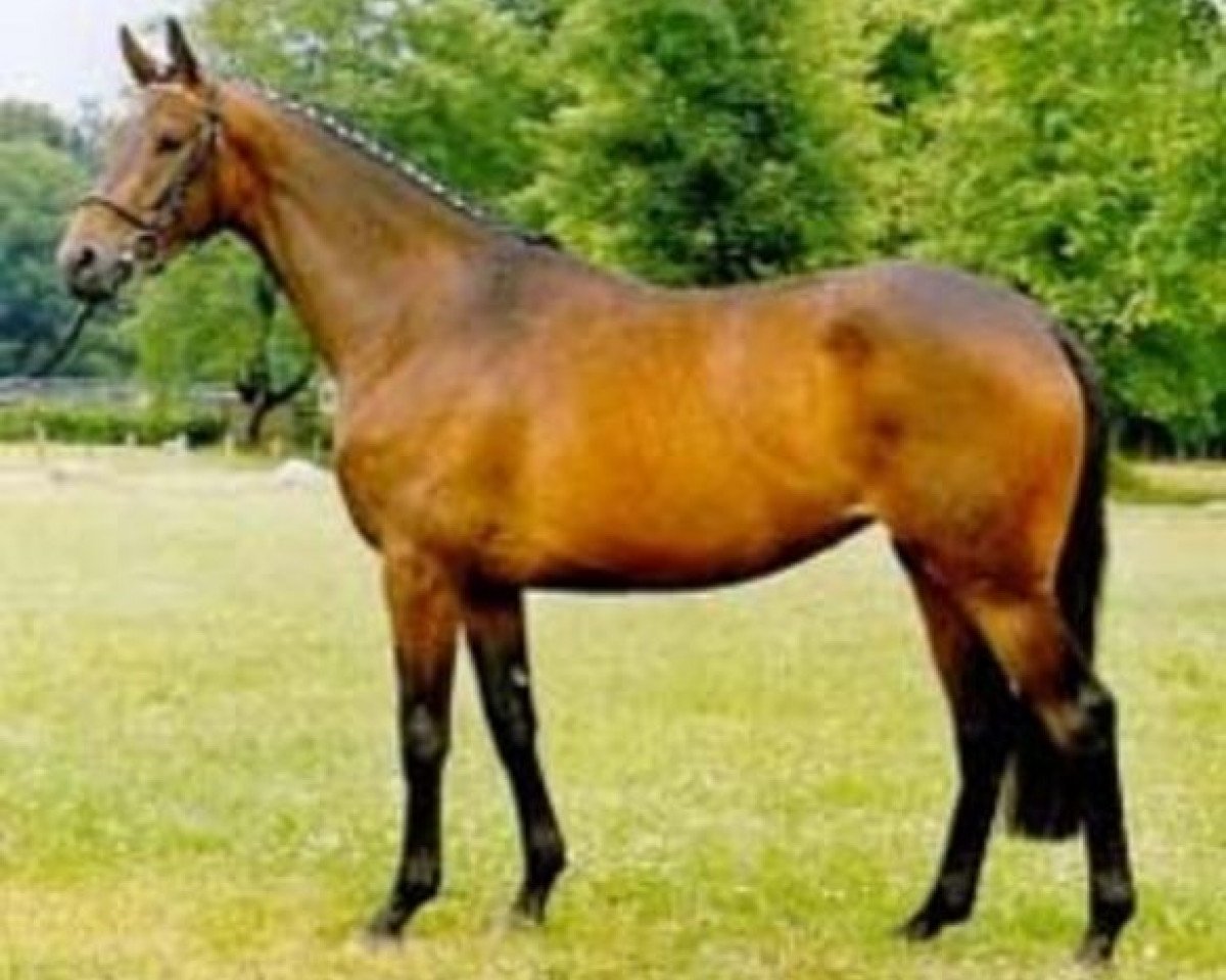 Zuchtstute Evita XII (Trakehner, 1998, von Schwadroneur)