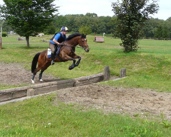 dressage horse Lovileo xx (Thoroughbred, 2004, from Galileo xx)