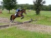 dressage horse Lovileo xx (Thoroughbred, 2004, from Galileo xx)