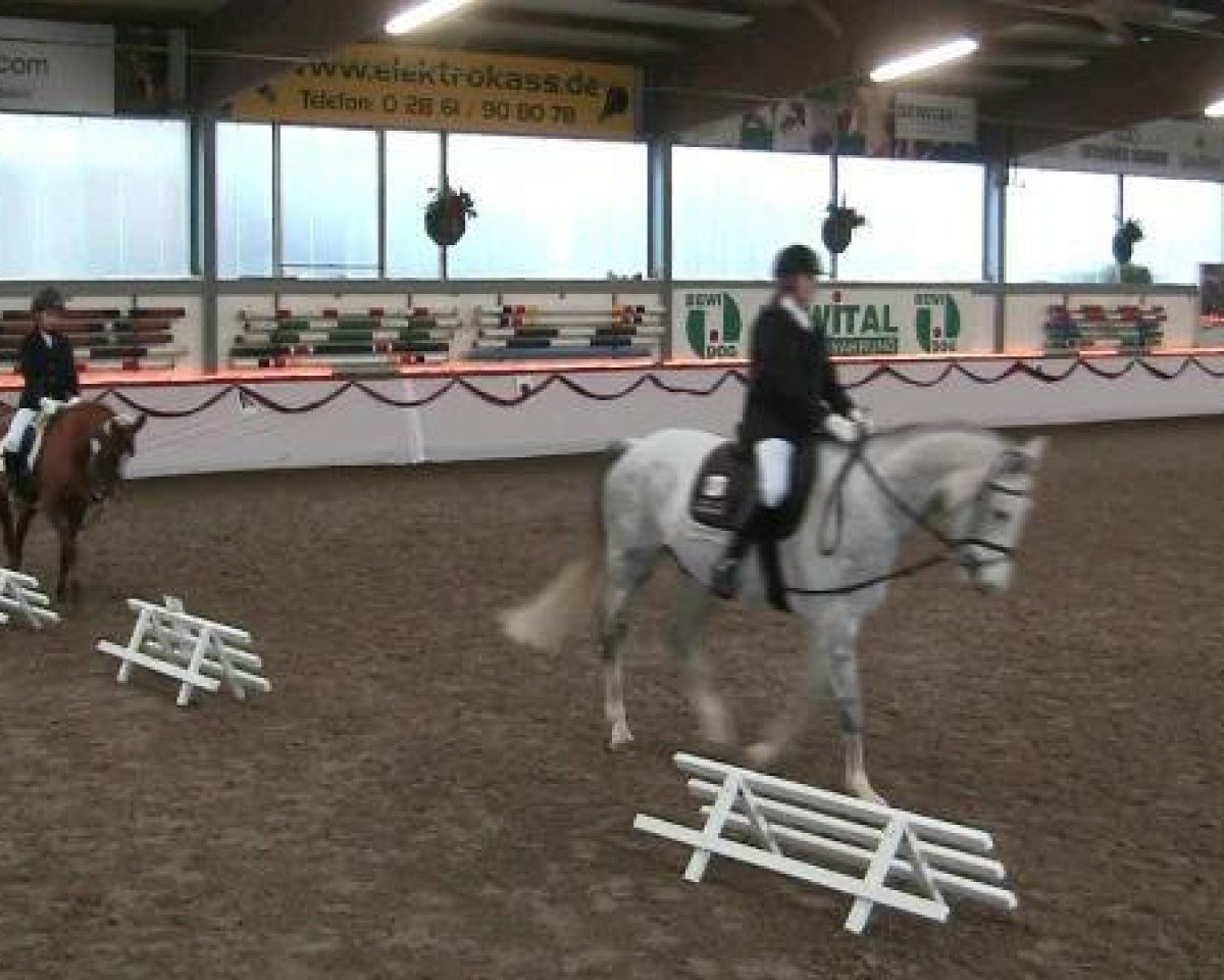 dressage horse Pumuckl's Pferdchen (Rhinelander, 2005)