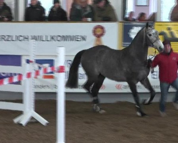 jumper Chevalier Paul (Oldenburg show jumper, 2009, from Coupe de Coeur 2)