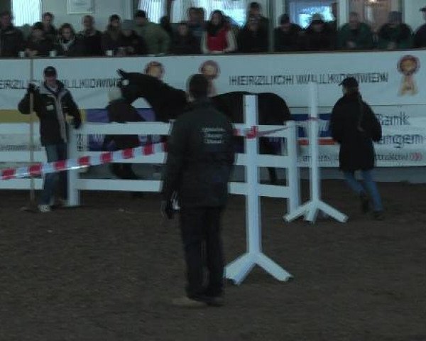 jumper Baloubina (Württemberger, 2009, from Balou du Rouet)