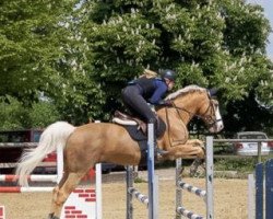 jumper Schalacko (Little German Riding Horse, 2006, from Silverado)