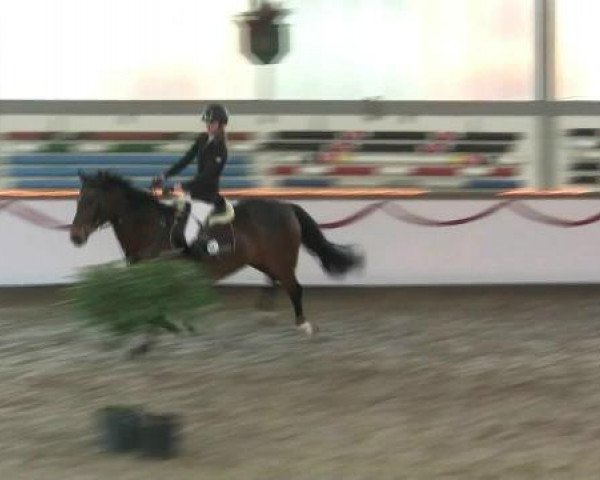 jumper Carmen 236 (German Sport Horse, 2003, from Competent)