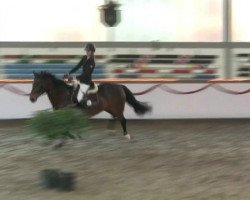 jumper Carmen 236 (German Sport Horse, 2003, from Competent)
