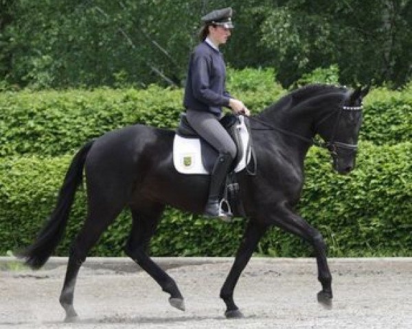 dressage horse Donna Antonia (German Sport Horse, 2009, from Hochmeister)