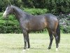 jumper Hostess (German Sport Horse, 2009, from Fürst Grandios)