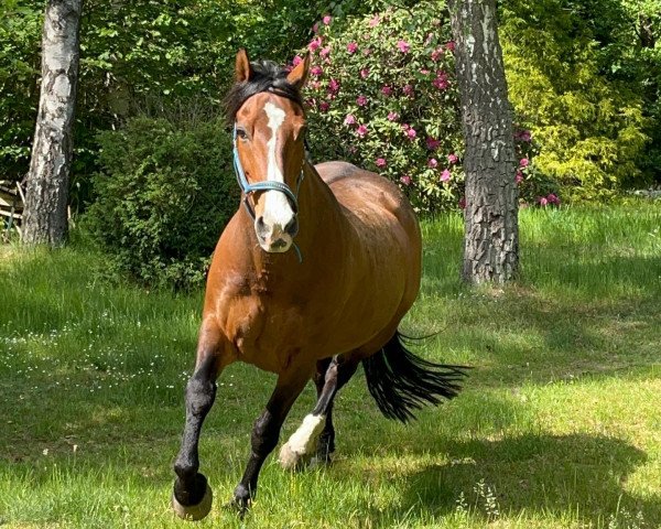 Pferd Bubi (sonstiges Warmblut, 2004)