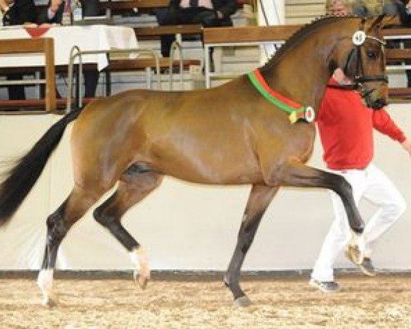 stallion Starlight Express (Westphalian, 2010, from Sir Donnerhall I)
