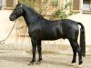 stallion Lombard 195 (Heavy Warmblood, 2004, from Lord Brown)
