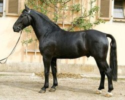 Deckhengst Lombard 195 (Schweres Warmblut, 2004, von Lord Brown)