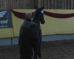 jumper Charming Girl (Oldenburg show jumper, 2009, from Charming Boy 38)