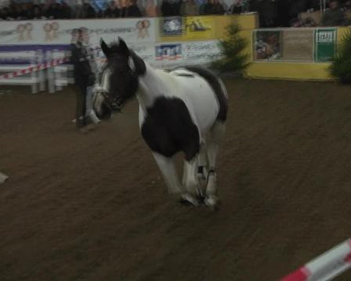 dressage horse Iris A (Westphalian, 2009, from Ismo)