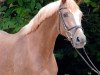 broodmare Amazing Girl 5 (Hanoverian, 2007, from Almaz)