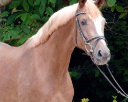 broodmare Amazing Girl 5 (Hanoverian, 2007, from Almaz)