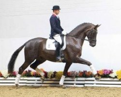 dressage horse So Special (Oldenburg, 2007, from Sorento OLD)