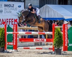 jumper Unbreak my Heart PZM (Swiss Warmblood, 2016, from Unbreakable Z)