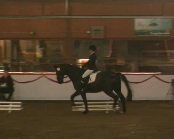 dressage horse Campione 3 (Rhinelander, 1998, from Captain)