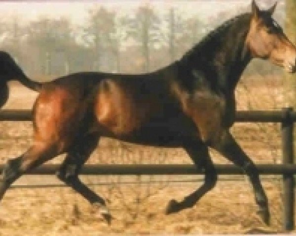 stallion Burggraaf (Holsteiner, 1983, from Landgraf I)